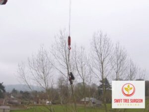 Commercial Kettering Tree Surgeon