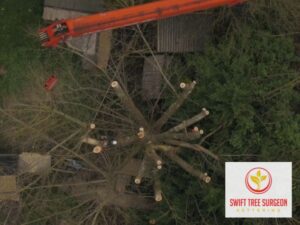 Commercial Tree Surgeon Kettering