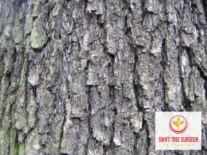 Commercial Tree Surgeon Kettering NN16
