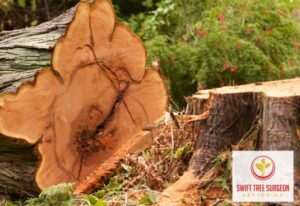 Emergency Kettering Tree Surgery faq