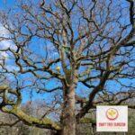 Emergency Tree Surgery NN16 Kettering