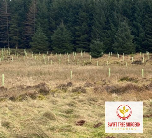 Kettering Tree Planting