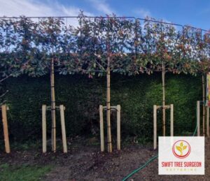 Kettering Tree Planting NN16