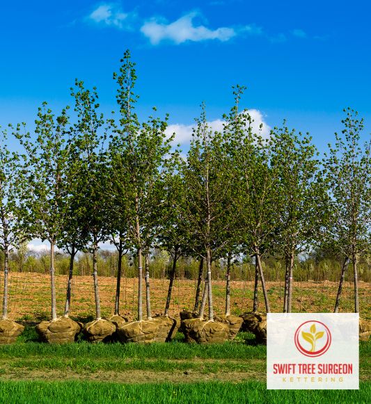 Kettering Tree Planting NN16 about