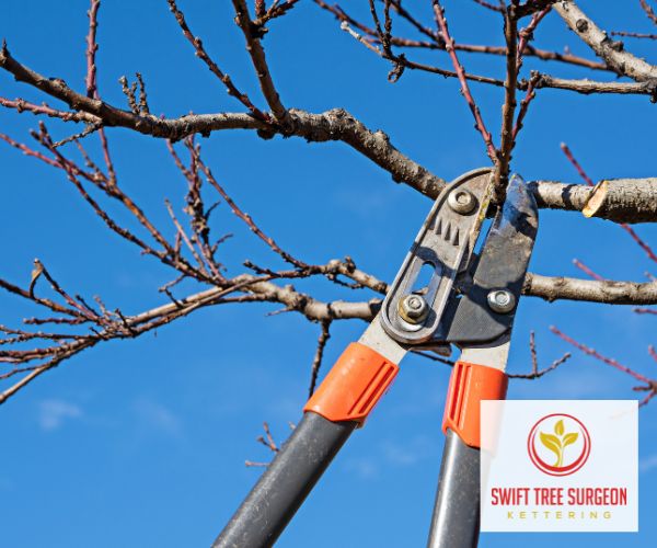 Kettering Tree Pruning Contact