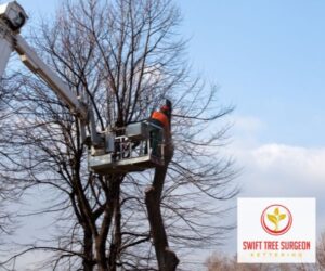 Kettering Tree Pruning Customer Satisfaction