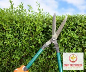 Kettering Tree Pruning safety