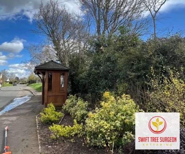 Kettering Tree Pruning