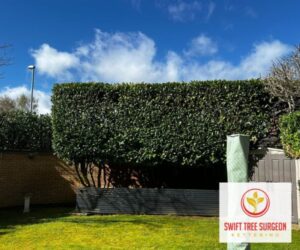 Kettering Tree Pruning NN16