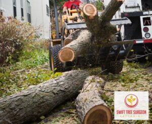 Kettering Tree Removal Industry Experience