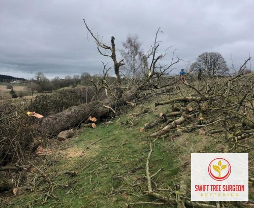 Kettering Tree Removal