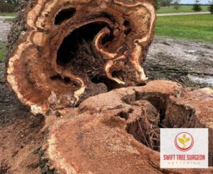 Kettering Tree Stump Removal