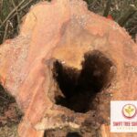 Kettering Tree Stump Removal NN16