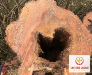 Kettering Tree Stump Removal NN16