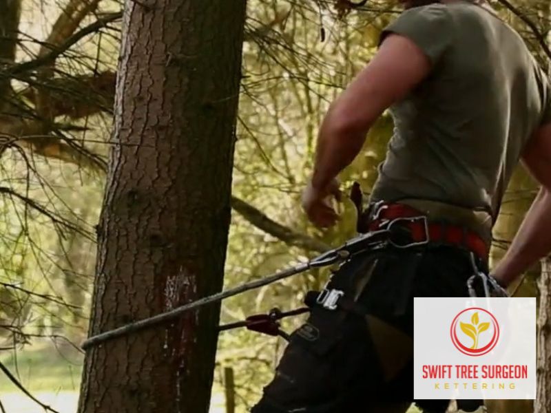 Kettering Tree Surgeon