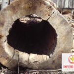 Kettering Tree Surgeon Commercial