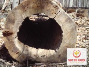 Kettering Tree Surgeon Commercial