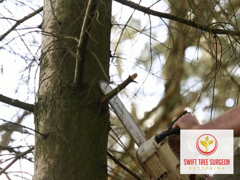 Kettering Tree Surgeons