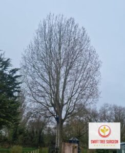 Kettering Tree Surgery Emergency