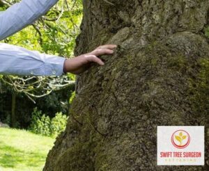 Kettering Tree Survey