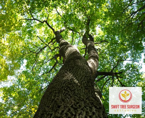 Kettering Tree Survey Professional Approach