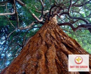 Kettering Tree Survey Qualified Staff