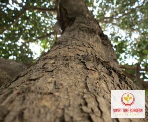 Kettering Tree Survey faq