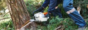 Swift Tree Surgeon Kettering About us BG