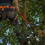 Swift Tree Surgeon Kettering Blog post BG