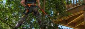Swift Tree Surgeon Kettering Blog post BG
