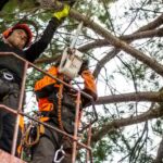 Swift Tree Surgeon Kettering tree pruning BG