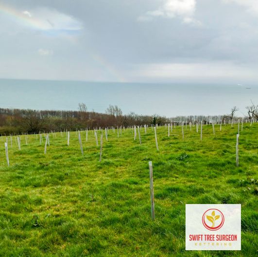 Tree Planting Kettering
