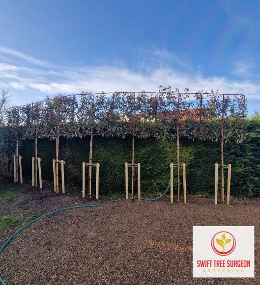 Tree Planting Kettering NN16