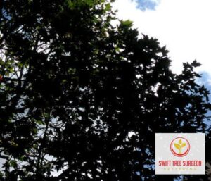 Tree Planting Kettering Northamptonshire