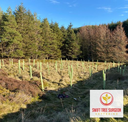 Tree Planting NN16 Kettering