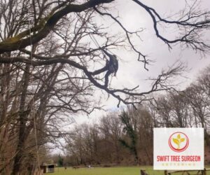 Tree Pruning Kettering