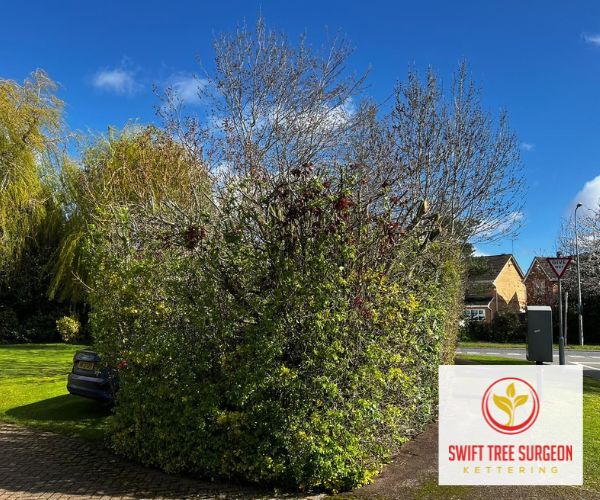 Tree Pruning Kettering NN16