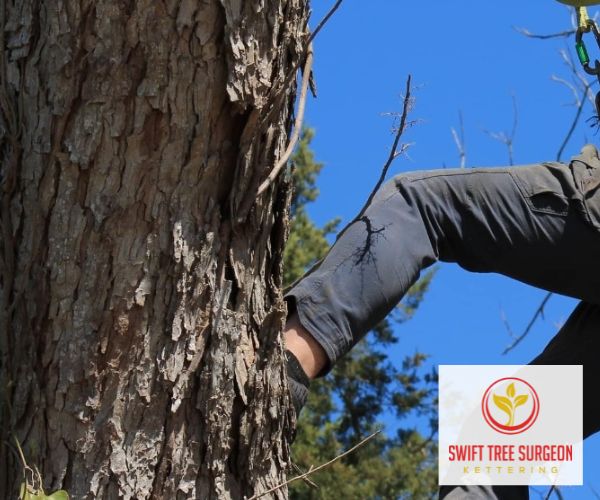 Tree Pruning Kettering Northamptonshire