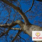 Tree Removal Northamptonshire Kettering