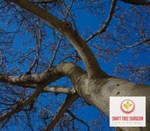 Tree Removal Northamptonshire Kettering