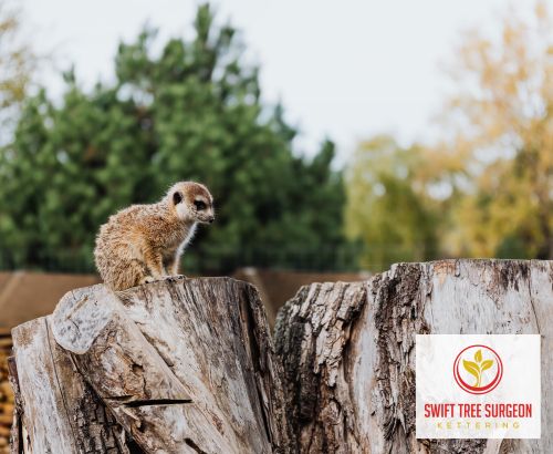 Tree Stump Removal Experience