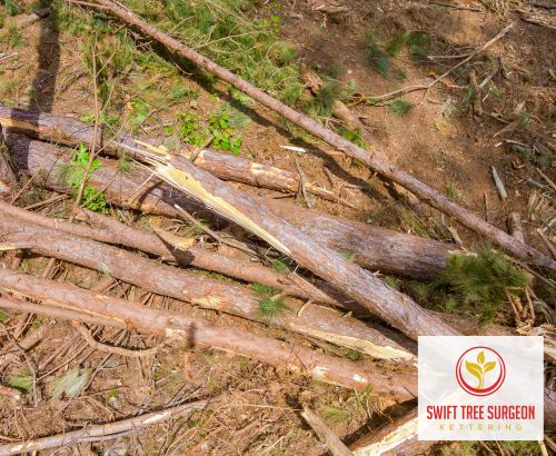 Tree Stump Removal faq