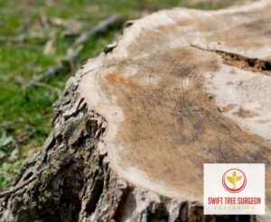 Tree Stump Removal Kettering NN16