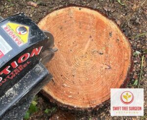 Tree Stump Removal Northamptonshire Kettering