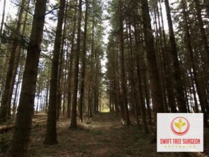 Tree Surgeon Commercial Kettering