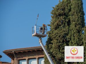 Tree Surgeon Commercial Kettering Free Quote