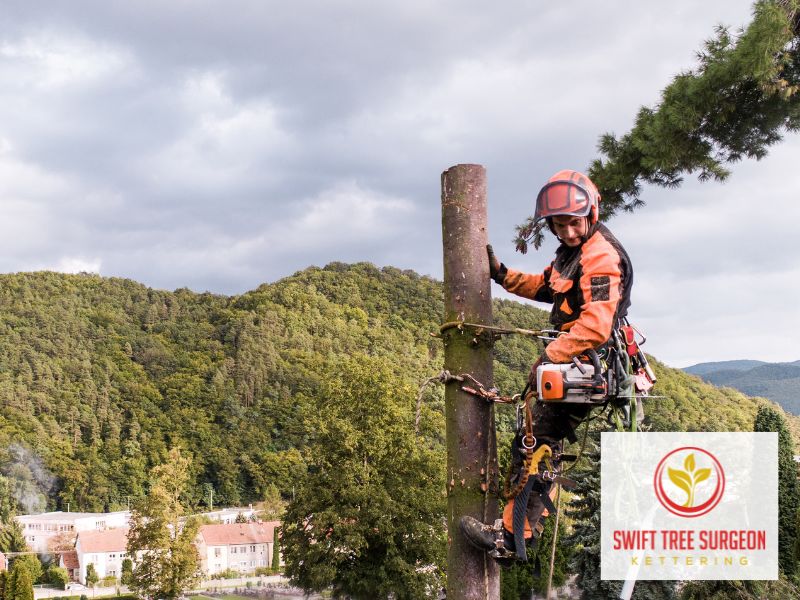 Tree Surgeon Commercial Kettering Recommended
