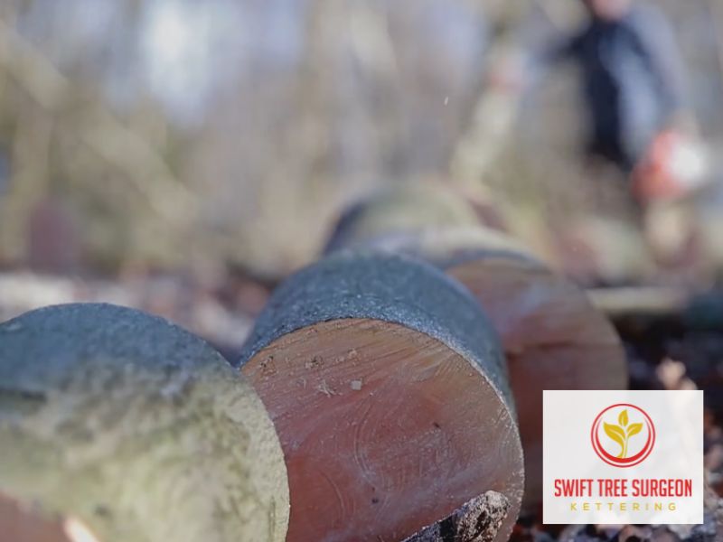 Tree Surgeon Kettering