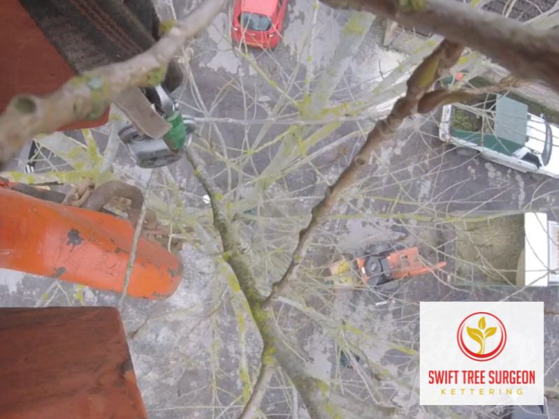 Tree Surgeon Kettering Commercial