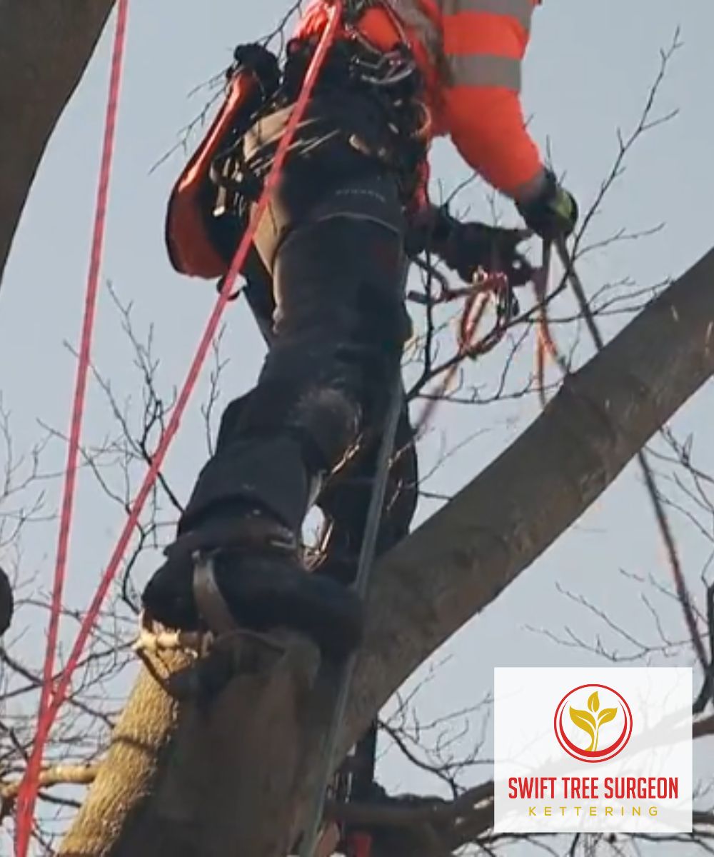 Tree Surgeon Kettering NN16
